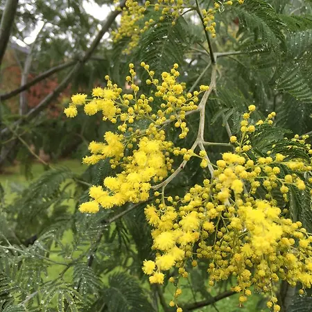 Bed & Breakfast Chambre D'hotes Du Clos Bamboo Merignac (Gironde)